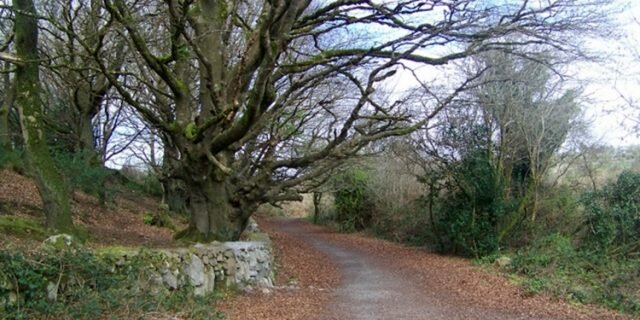 Barna Wood