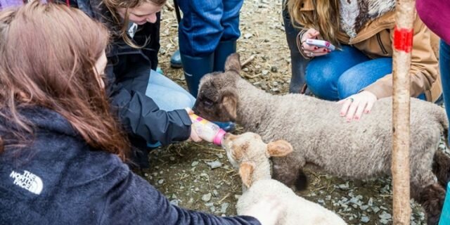 Killary Sheep Farm