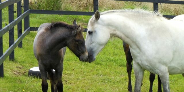 Manor Connemara Ponies